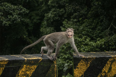 Monkey in a forest