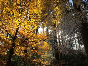 Trees in autumn