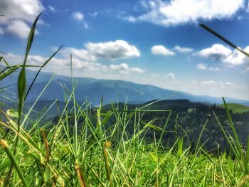 Scenic view of grass and mountains against sky