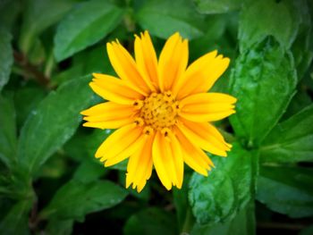 Close-up of yellow flower