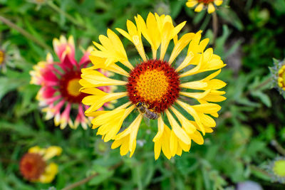 One vivid yellow and red gaillardia flower, common name blanket flower, and leaves, in a garden