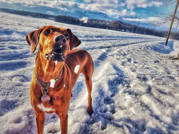 Dog on field during winter