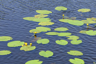 High angle view of leaves floating on water