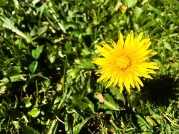 Close-up of yellow flower blooming outdoors