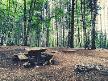 View of trees in forest