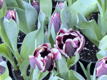 Close-up of pink flowering plants