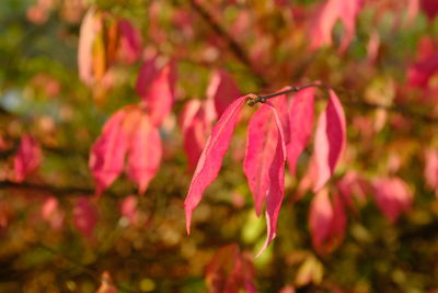 Close-up of pink flowering plant