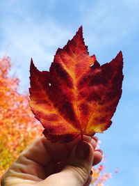 Close-up of hand holding maple leaf