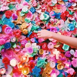 Close-up of pink flowers
