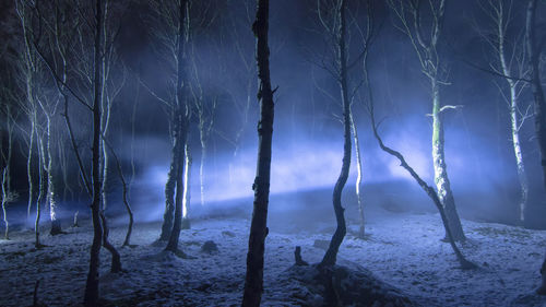 Trees in forest during winter at night
