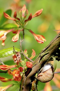 Close-up of flowers