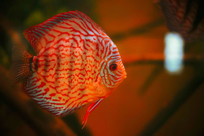 Close-up of fish swimming in sea