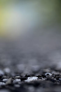 Surface level of grass