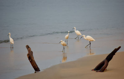 Birds on beach against sea