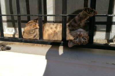 Cat sitting in cage