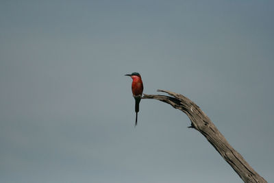 Bird perching on branch against clear sky