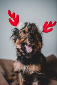 Portrait of dog sitting on sofa at home