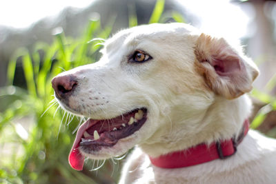 Close-up of dog
