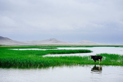 Horse standing on field by lake against sky