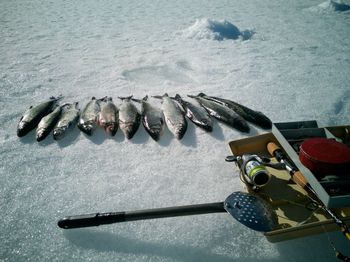 High angle view of fish on shore