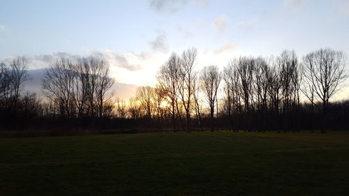 Bare trees on field at sunset