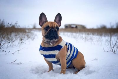 View of a dog on snow covered land