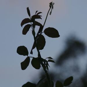 Low angle view of silhouette plant against sky