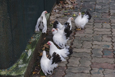 High angle view of white birds