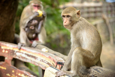 Monkey sitting outdoors