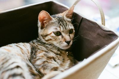 Close-up portrait of cat