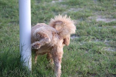 Rear view close-up of a brown fur dog peeing on a white pole