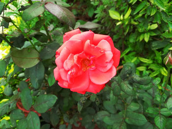 Close-up of rose roses