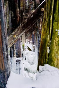 Close-up of frozen tree during winter