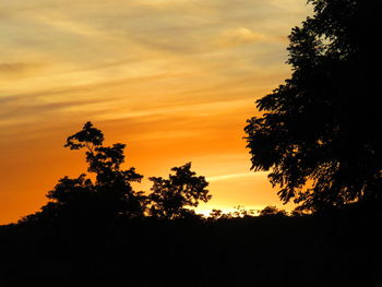 Silhouette trees against orange sky