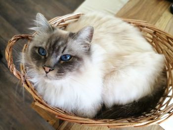 Portrait of cat in basket