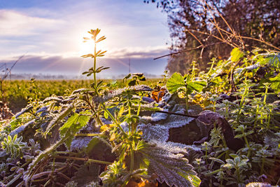 Close-up of flowering plants on field against sky