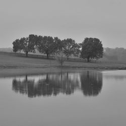 Reflection of trees in water