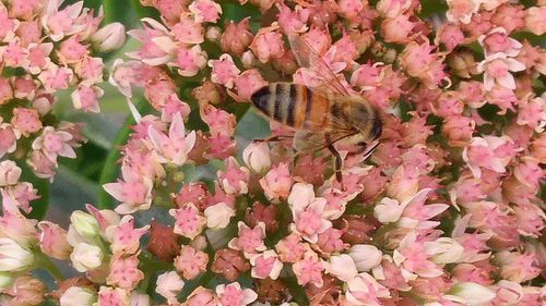 Close-up of insect on pink flowers