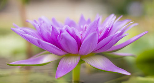 Close-up of purple water lily