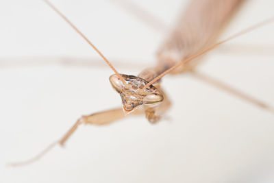 Close-up of dragonfly on table