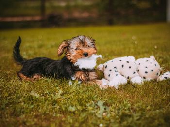 View of a dog relaxing on field