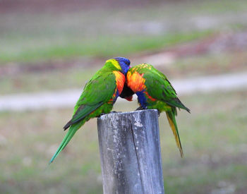 Close-up of parrot perching on wooden post