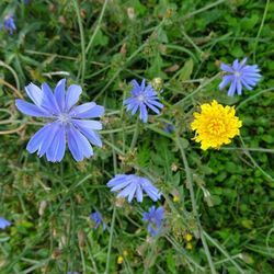 High angle view of purple flowering plant on field