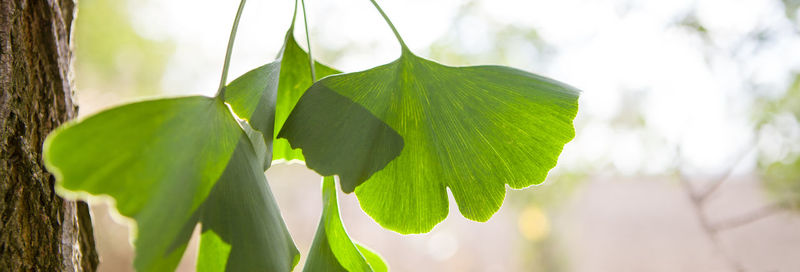 Close-up of fresh green leaves on tree trunk