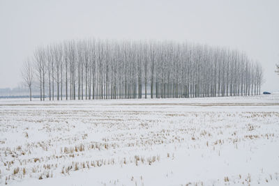 Panoramic shot of trees on field against clear sky during winter