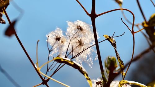 Low angle view of flowering plants against sky