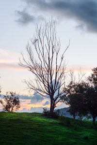 Bare tree on field against sky