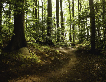 Trees growing in forest