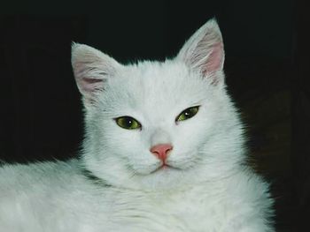 Close-up portrait of cat