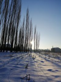 Trees on snow covered field against sky